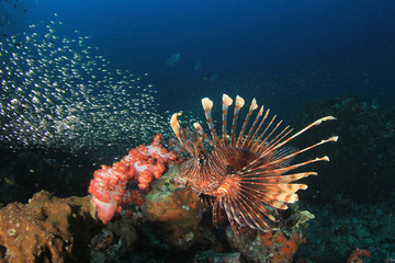 Fototapeta na wymiar Lionfish fish coral reef 