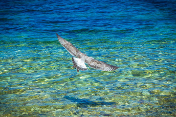 Seagull takes off over the water, top view, background with vignette, selective focus