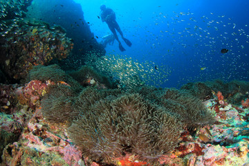 Naklejka na ściany i meble Scuba dive coral reef 