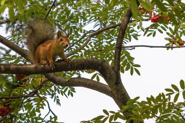 Naklejka na ściany i meble Cute little red squirrel sitting on a rowan tree branch.