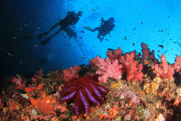Scuba dive coral reef 