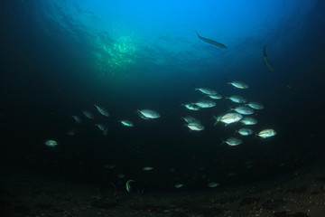 Fototapeta premium Fish in ocean. Reef fish school underwater