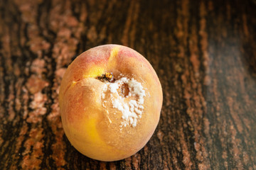 infected peach through a wound of the monotone fungus frutigena