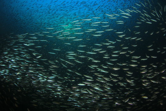 Fish in ocean. Reef fish school underwater
