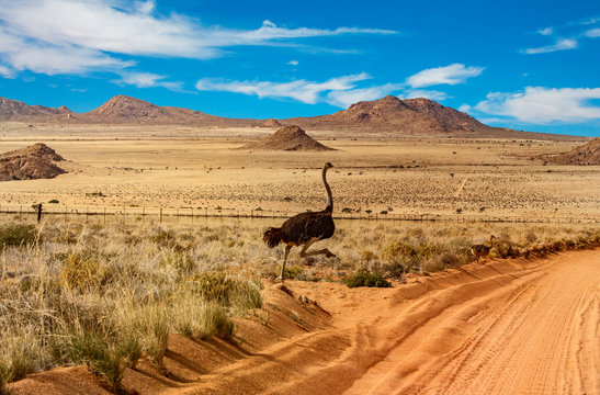 namibia road ostriche
