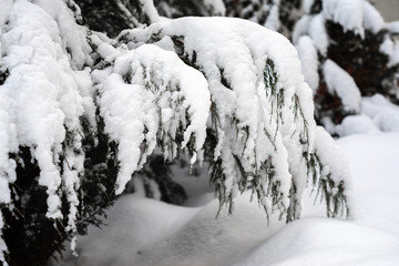 Green branch tree covered with heavy snow with blur background