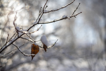 branches covered with snow and ice on blur background and sunflare