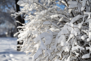 branches covered with heavy snow with blur background in forest
