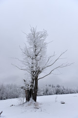 Fototapeta na wymiar Tree covered with frost
