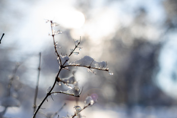 branches covered with snow and ice on blur background and sunflare