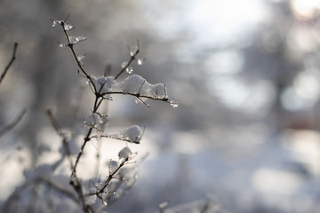 branches covered with snow and ice on blur background and sunflare