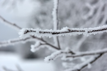 snowy and frosty tree branches