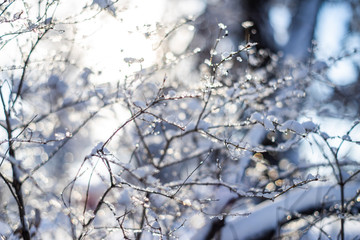 branches covered with heavy snow on blur background and sunflare