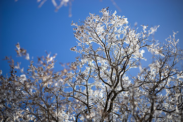 branches tree covered with heavy snow on pure blue sky background