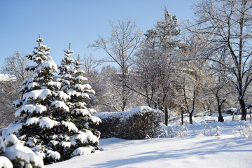 Green fir-tree covered with heavy snow in park