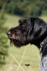 Portrait eines Deutsch Drahthaar Jagdhundes