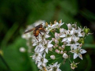 Fly on Chive Flowers