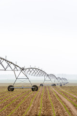 Side view of a center pivot irrigation system in a young corn field in the french countryside by a misty spring morning.
