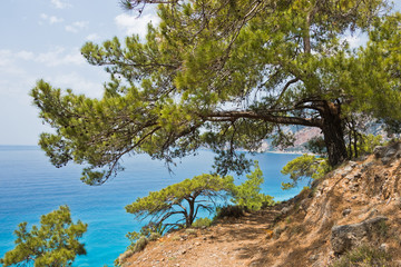 Pine trees on e4 trail along coastline between Loutro and Agia Roumeli at south-west od Crete island, Greece