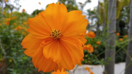 orange flowers in the garden