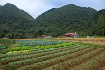 Fototapeta na wymiar Green and yellow rice fields and farming , near Ban Gioc, Cao Bang province, Vietnam