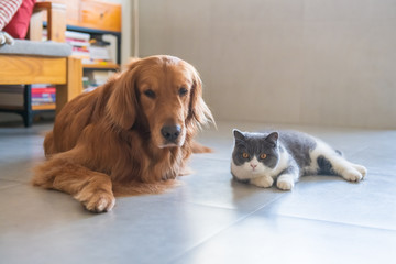 Golden Retriever dog and British short-haired cat