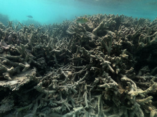 Underwater coral reef and fish in Indian Ocean, Maldives. Tropical clear turquoise water