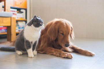 Golden Retriever dog and British short-haired cat