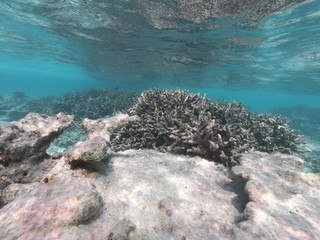 Underwater coral reef and fish in Indian Ocean, Maldives. Tropical clear turquoise water
