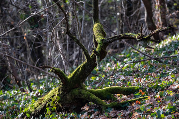 Souche de bois mort recouvert de mousse verte