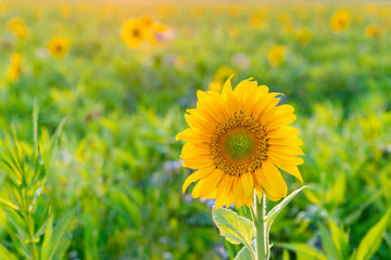 Obraz premium Sunflower - helianthus annuus - common sunflower