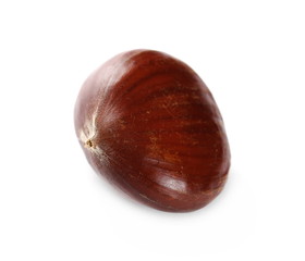 Edible chestnut isolated on white background