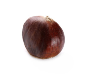 Edible chestnut isolated on white background
