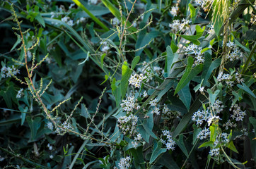 flowers in the garden