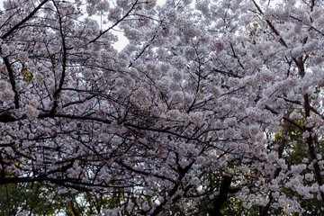 Flowering cherry tree in Japan, close-up
