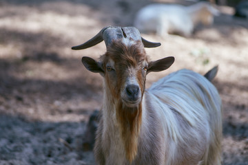 extured goat with a long brown, gray beard and long horns