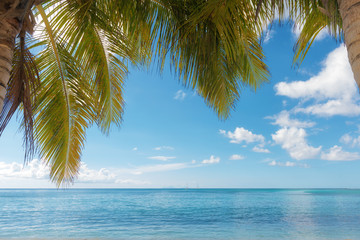Fototapeta na wymiar palm trees foreground on calm tropical turquoise water background, blue cloudy sky,Saint Anne beach, Guadeloupe, French West Indies.