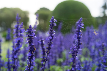 purple lavender close up