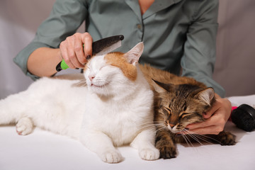 White cat lies and enjoys combing, and the striped cat is waiting for him next. The concept of pet care