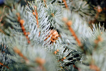 pine tree branche detail view