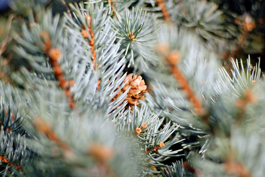 Fototapeta pine tree branche detail view