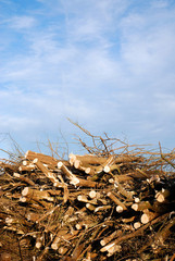 fresh cutted trees outdoor collection