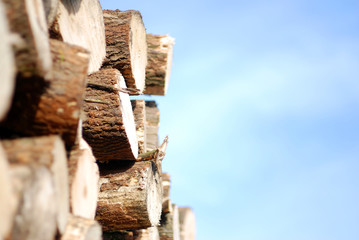 Cutted tree pile with copy space