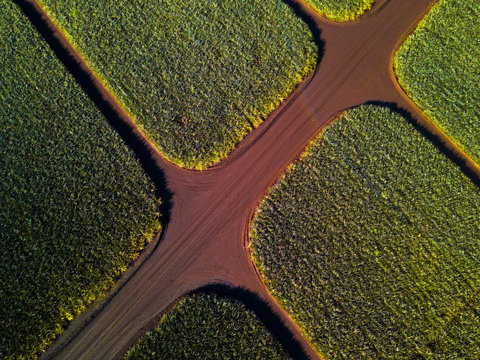 Aerial top down view of the pinapple plantation on Hawaii