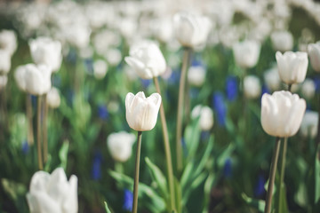 delicate white tulips, beautiful delicate spring background and texture, retro toned image