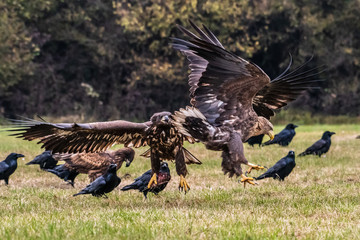 White tailed eagle (Haliaeetus albicilla) europe attack.