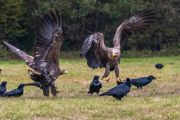 White tailed eagle (Haliaeetus albicilla) europe attack.