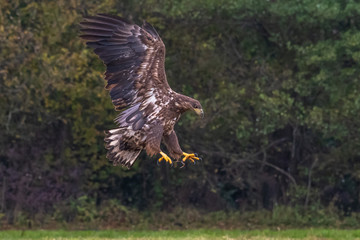 White tailed eagle (Haliaeetus albicilla) europe attack.