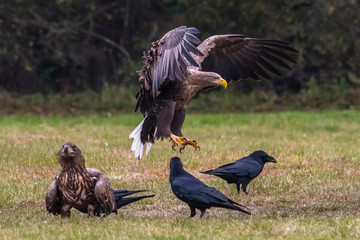 White tailed eagle (Haliaeetus albicilla) europe attack.