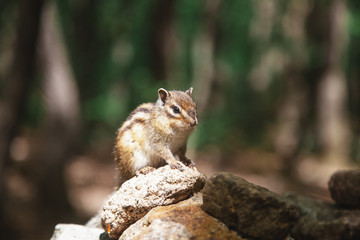 Naklejka na ściany i meble chipmunk sits on a stone in the forest, wildlife